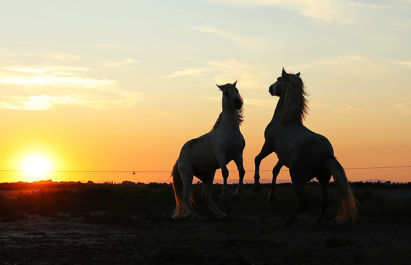 Sunset - Camargue
