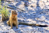Slender mongoose - Central Kalahari
