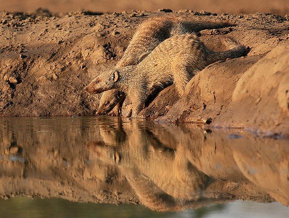 Mongoose at Mashatu game reserve
