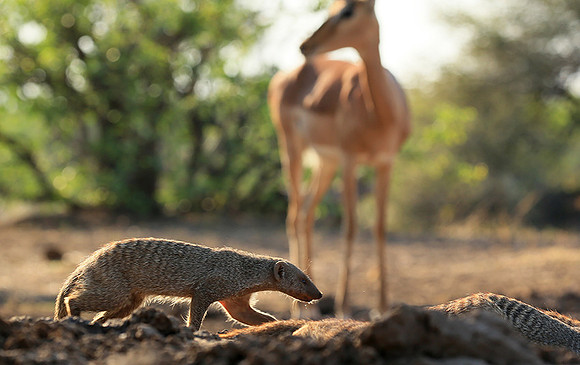 Mongoose at Mashatu game reserve