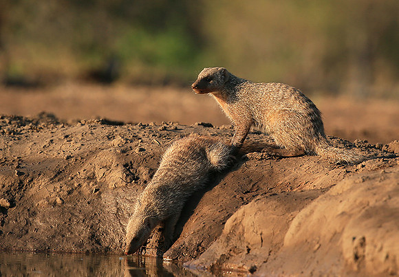 Mongoose at Mashatu game reserve