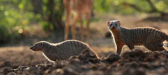 Mongoose at Mashatu game reserve