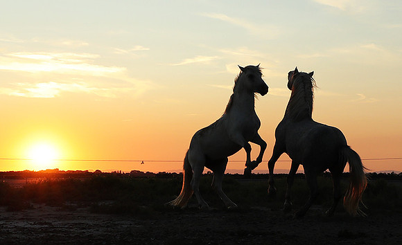 Sunset - Camargue