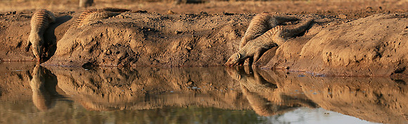 Mongoose at Mashatu game reserve