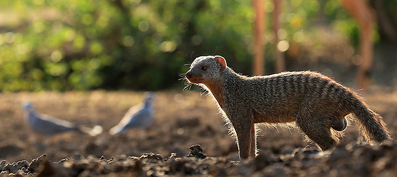 Mongoose at Mashatu game reserve