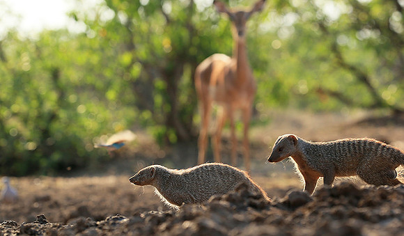 Mongoose at Mashatu game reserve