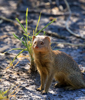 Slender mongoose - Central Kalahari