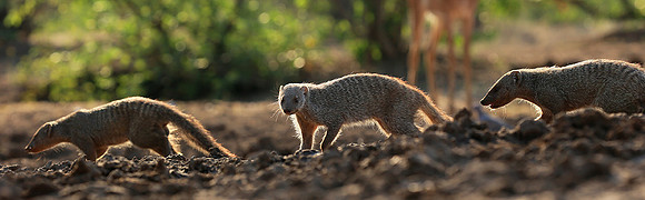 Mongoose at Mashatu game reserve