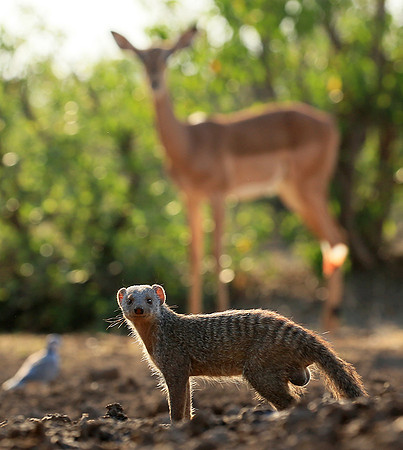 Mongoose at Mashatu game reserve