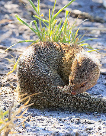 Slender mongoose - Central Kalahari
