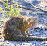 Slender mongoose - Central Kalahari