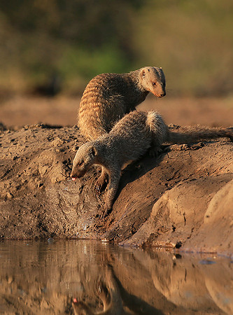 Mongoose at Mashatu game reserve