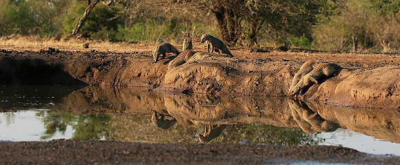 Mongoose at Mashatu game reserve