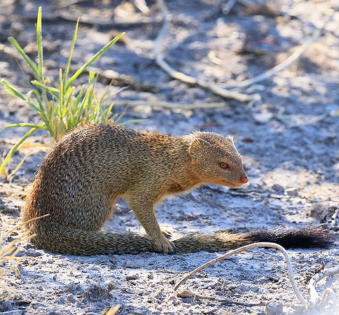 Slender mongoose - Central Kalahari