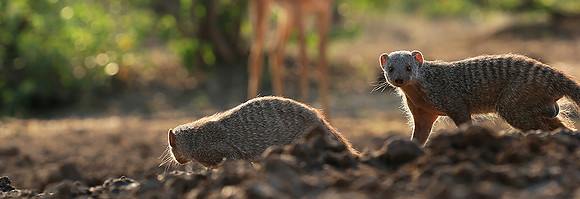 Mongoose at Mashatu game reserve