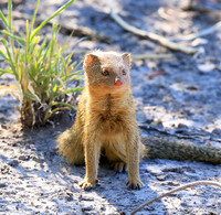 Slender mongoose - Central Kalahari