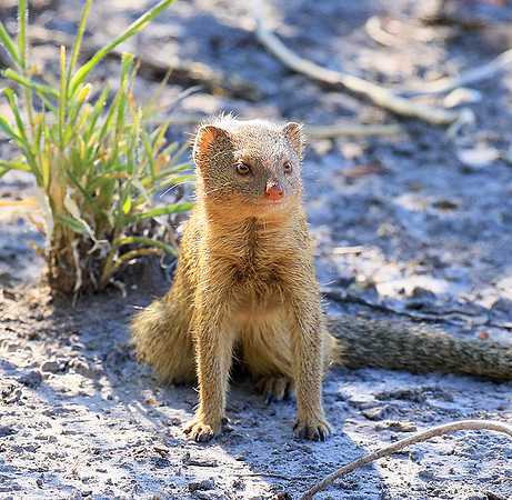 Slender mongoose - Central Kalahari