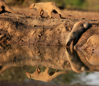 Mongoose at Mashatu game reserve