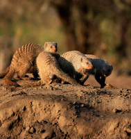 Mongoose at Mashatu game reserve