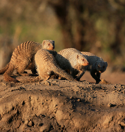 Mongoose at Mashatu game reserve