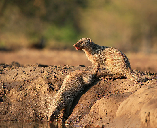 Mongoose at Mashatu game reserve