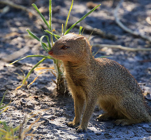 Slender mongoose - Central Kalahari