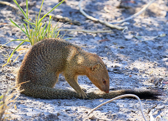 Slender mongoose - Central Kalahari