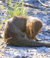 Slender mongoose - Central Kalahari