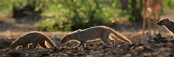 Mongoose at Mashatu game reserve