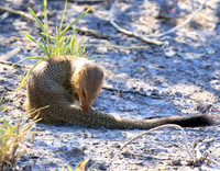 Slender mongoose - Central Kalahari