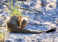Slender mongoose - Central Kalahari