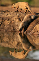 Mongoose at Mashatu game reserve
