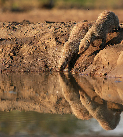 Mongoose at Mashatu game reserve