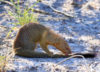 Slender mongoose - Central Kalahari