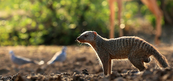 Mongoose at Mashatu game reserve