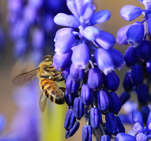 Bee in muscaris