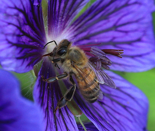 Bee in geranium