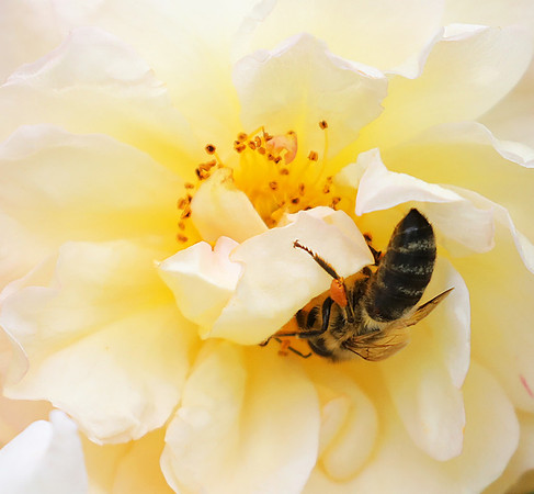 Bee in the rose Ghyslaine de Feligonde