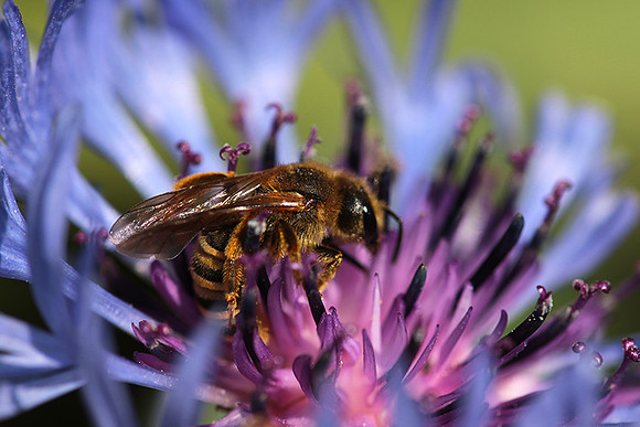 Bee in centaureas