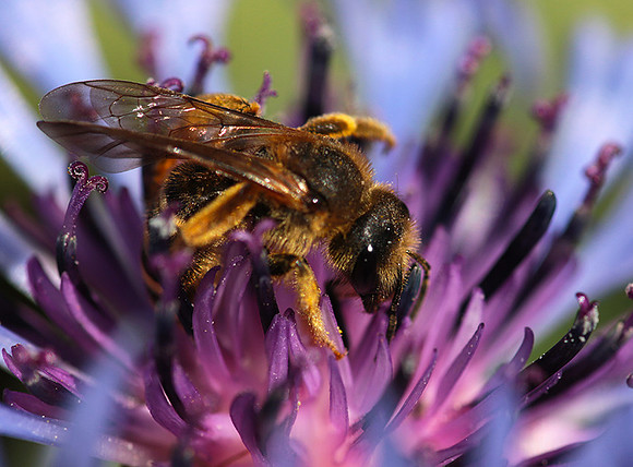 Bee in centaureas