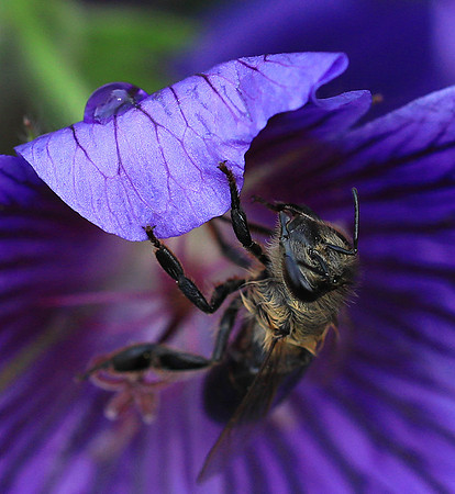 Bee in geranium