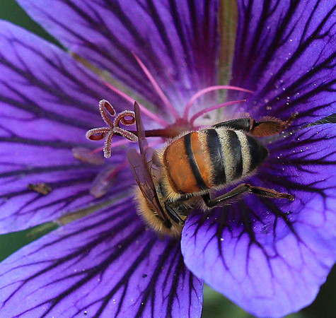 Bee in geranium