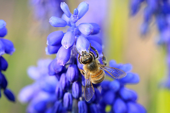 Bee in muscaris