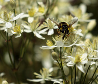 In clematis recta