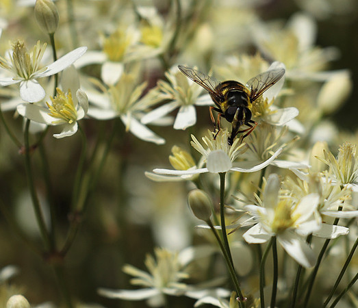 In clematis recta