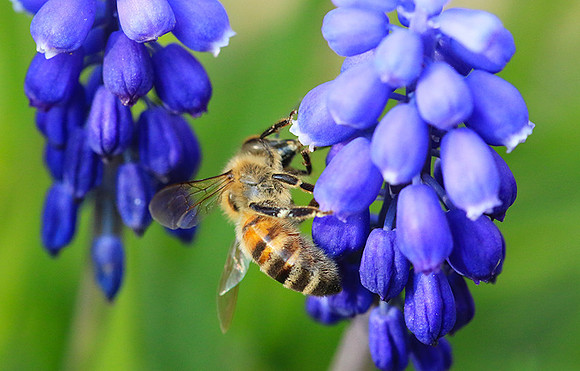 Bee in muscaris