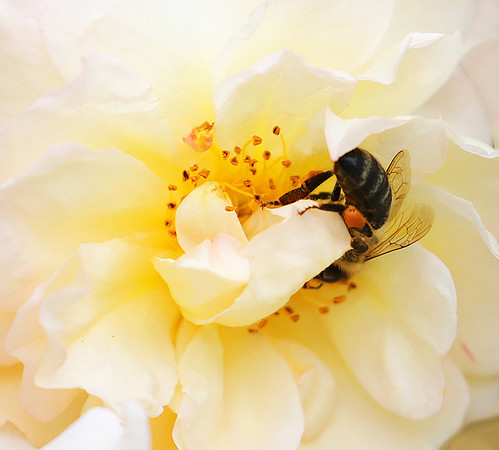 Bee in the rose Ghyslaine de Feligonde