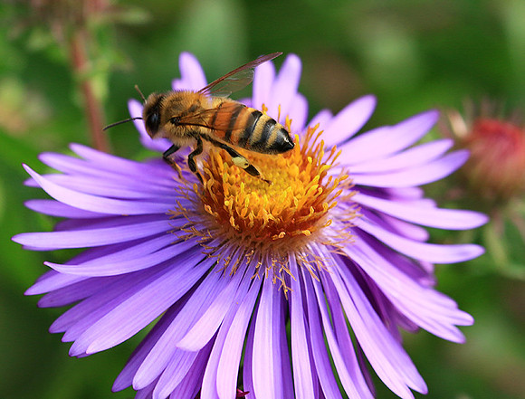 In an aster