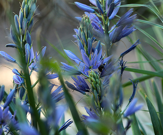 Bee in camassia