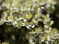In clematis recta
